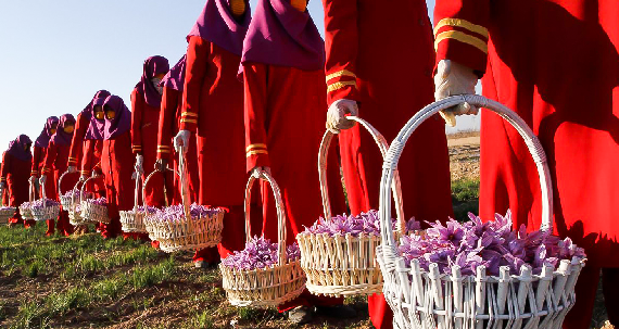 Nhụy hoa nghệ tây Saffron Organic Iran